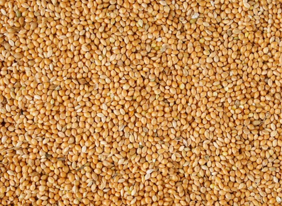 Small-Millet-image