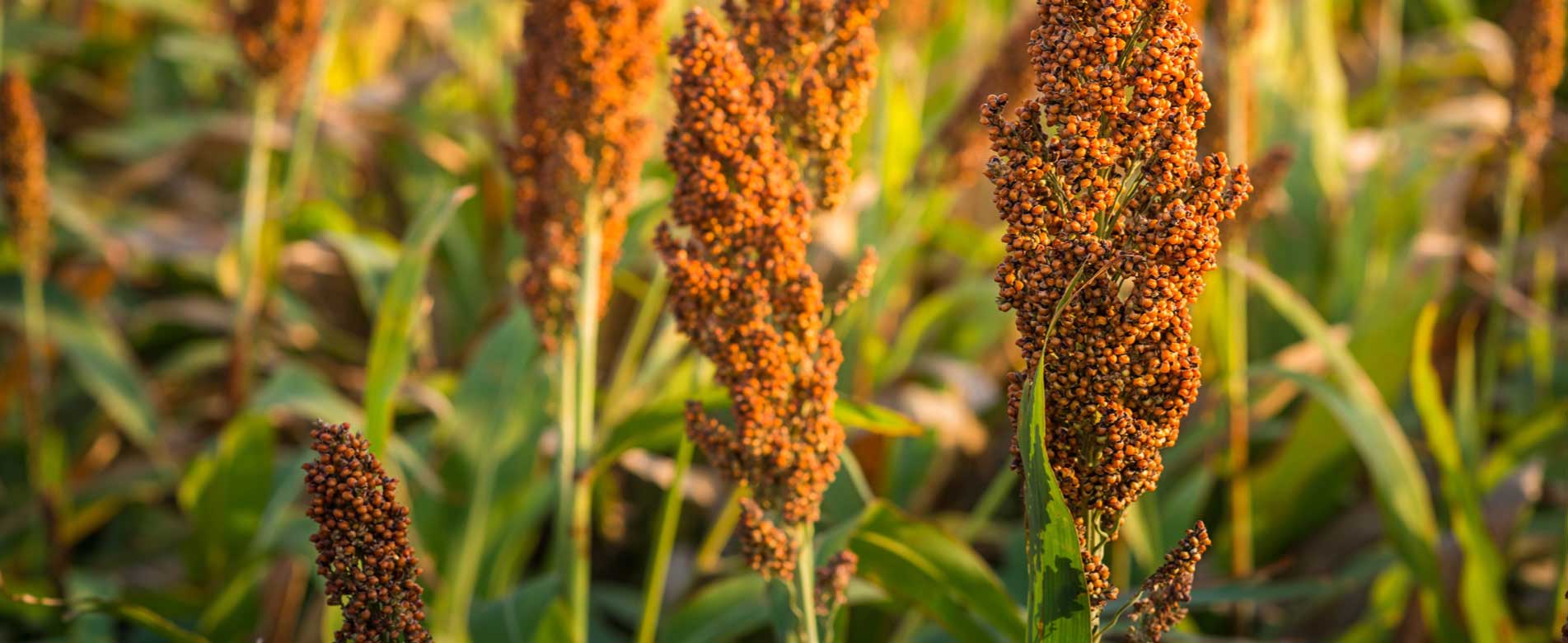 Small-Millet