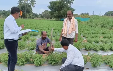 FLD - Chrysanthemum field visit, KVK-BRD