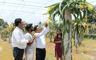 FLD - Dragon fruit field visit, KVK-BRD