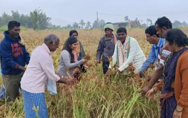 FLD - Ragi Var. Indravathi Demo plot