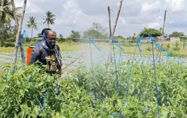 FLD - Tomato growth enhancer - Spraying of Veg. spl, KVK-BRD