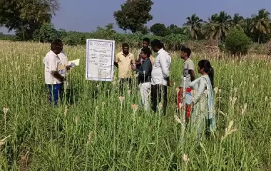 FLD - Tube Rose Field day, KVK-BRD
