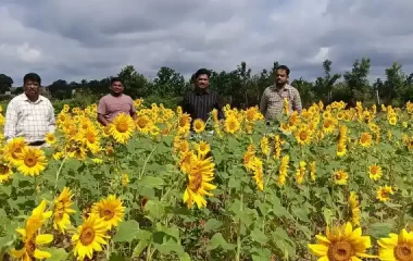 Farm Trial, KVK-BRD