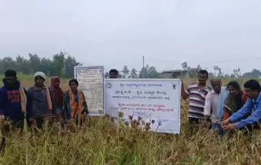 Field day Ragi Var. Indravathi (1), KVK, BRD