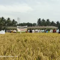 Field day on IPDM in paddy 29.11.2024
