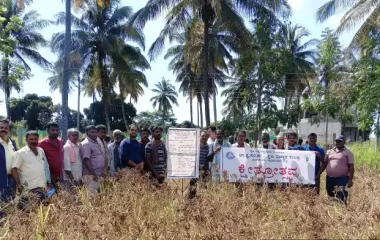 Field day on Ragi (ML-322), KVK, BRD